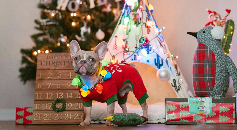 nJoy Vision OKC LASIK blog safe gifts and toys month story image with Christmas decoration and a french bulldog in a Christmas outfit.