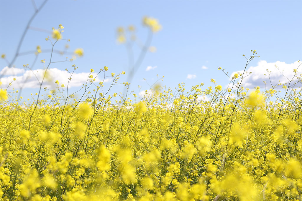 nJoy Vision Oklahoma LASIK Blog Seeing Through Allergy Season Feature Image of a field of wildflowers that cause eye allergies and hay fever