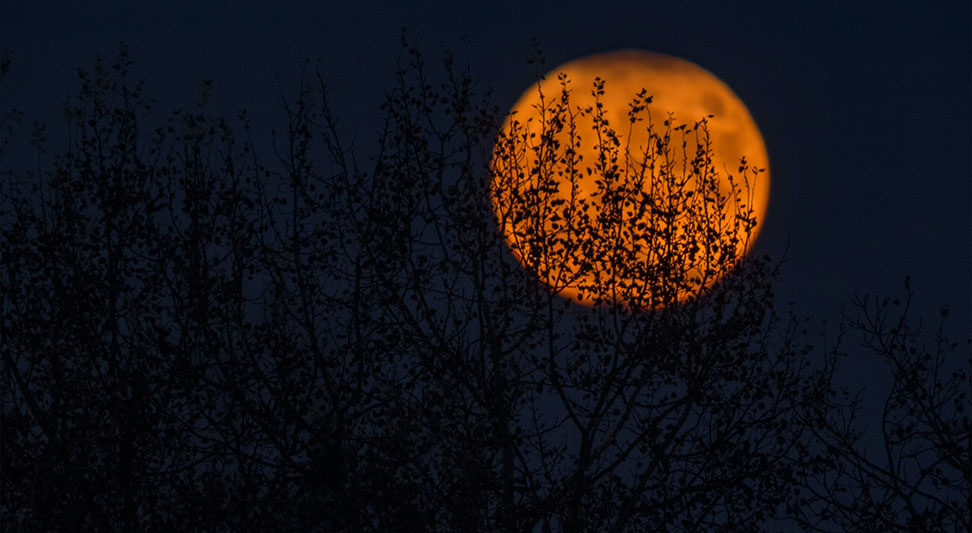 nJoy Vision Spooky Season Eye Safety blog post story image of a dark night and full orange moon.